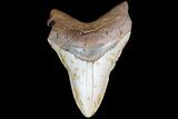 Bargain, Megalodon Tooth - North Carolina #83993-1